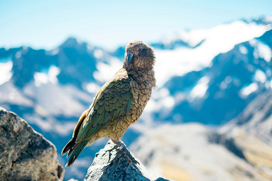 Wild Kea at the peak of the Arthur’s Pass